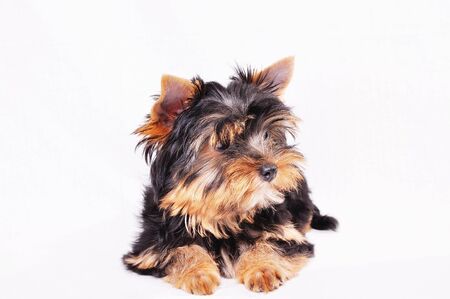 Little Yorkshire terrier puppy on a white background . Looks aside .の写真素材