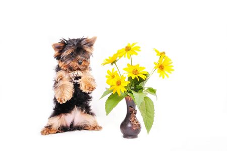 Little Yorkshire terrier puppy sits on hinder legs on a white background next to the flowers.の写真素材