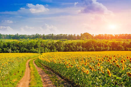 Landscape with a dirt road in sunflower fieldsの写真素材