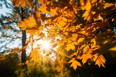 Bright ray of sun breaking through autumn branch with yellow vivid leaves. Autumnal forest scenery on sunny day.の素材