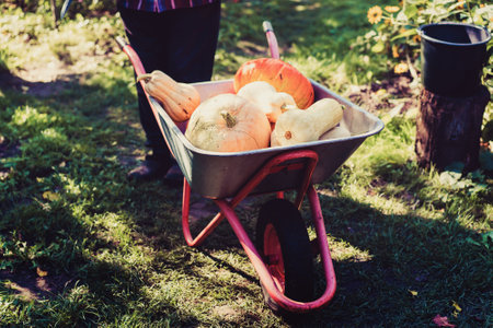 Steel cart with harvest of ripe pumpkins, gourds and squashes on farm yard in sunny autumn day outdoor.の写真素材
