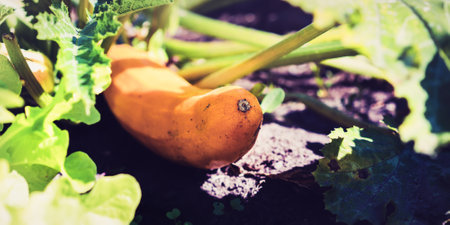 Long yellow squash growing in garden bed with fertile soil under bright sun raysの写真素材