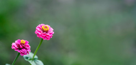 Two pink flowers with yellow centers standing against blurred green background highlighting their vibrant colors and delicate beauty.の写真素材