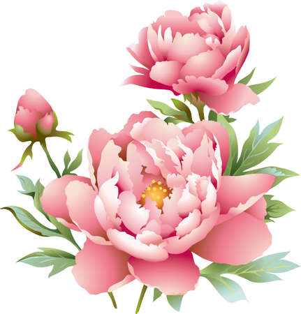 Pink peonies in different stages of bloomingのイラスト素材