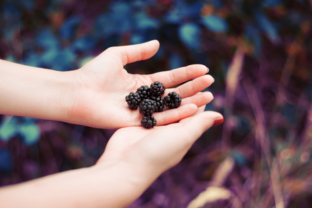 blackberry in handsの写真素材