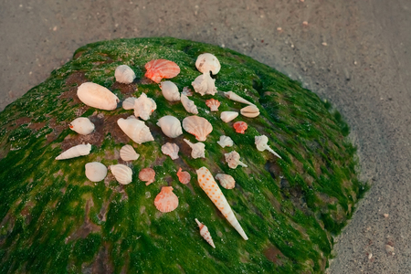 color beauty Shells on green rock and sandy maldives beach