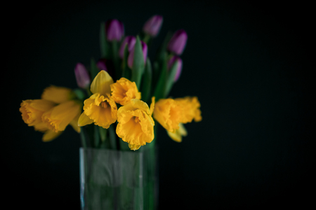 yellow daffodil flowers with pupple tulip blooming in vase with green wall.の写真素材