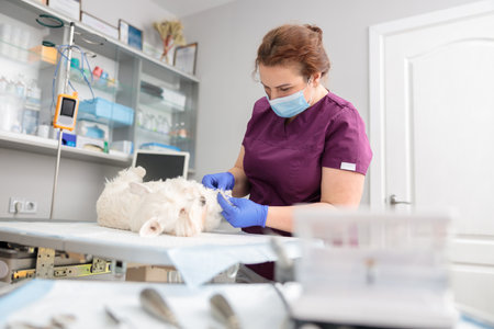confident doctors are doing medical treatment and remove tartar in modern veterinary clinicの写真素材