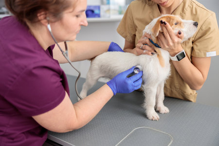 confident doctors are doing medical treatment in modern veterinary clinicの写真素材