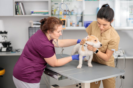 confident doctors are doing medical treatment in modern veterinary clinic