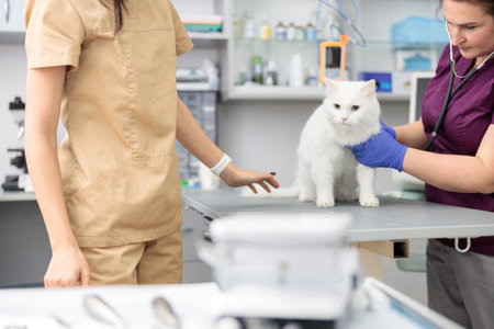 confident doctor is doing medical treatment of a cat in modern veterinary clinicの写真素材