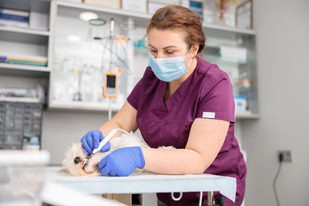 confident doctors are doing medical treatment and remove tartar in modern veterinary clinicの写真素材