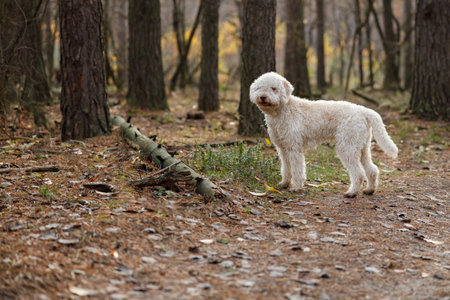Italian lagotto white curly dog on a walk at autumn forestの写真素材
