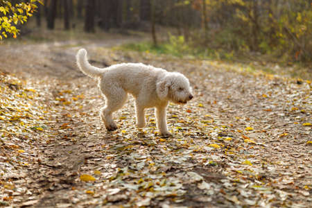 Italian lagotto white curly dog on a walk at autumn forestの写真素材