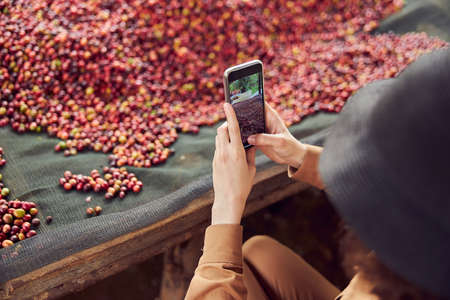caucasian woman is testing natural drying coffee beans at coffee production center in africaの写真素材