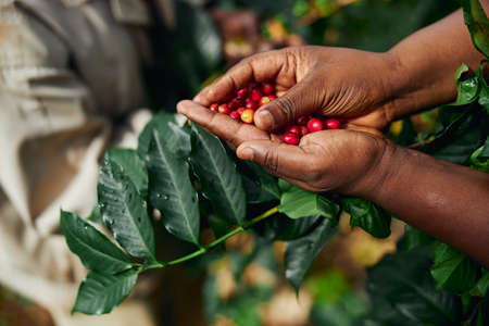 African worker is gathering coffee beans on plantation in bushy woodの写真素材