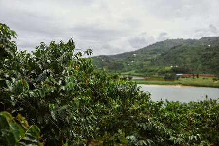 Tropical landscape with woods and lake in east african countryの写真素材