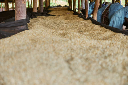 African female workers are sorting out coffee beans at washing station