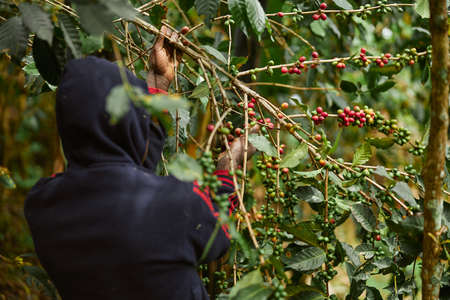 African worker is gathering coffee beans on plantation in bushy wood