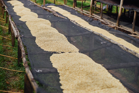 African female workers are sorting out coffee beans at washing station