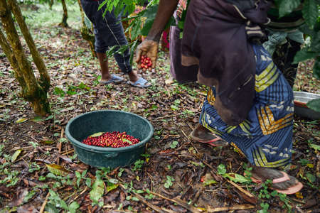 African worker is gathering coffee beans on plantation in bushy wood