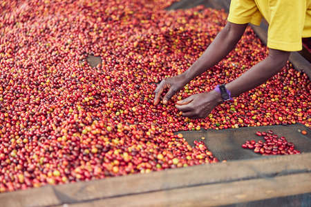 african workers are picking out fresh coffee beans at washing stationの写真素材