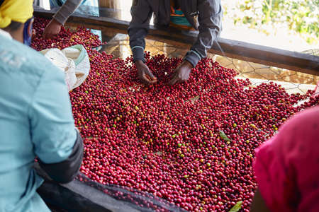 african workers are picking out fresh coffee beans at washing stationの写真素材