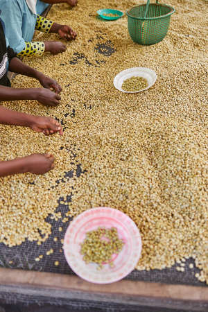 african workers are picking out fresh coffee beans at washing station