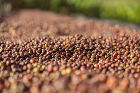 Coffee beans drying in the sun at coffee farm
