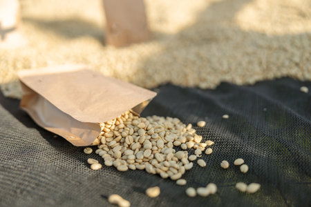 Coffee beans scattered from a paper bag at the coffee washing stationの写真素材