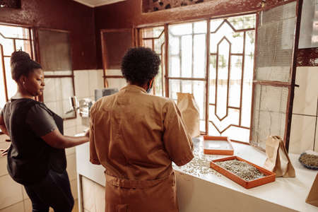 Two employees working in production and sorting coffee beansの写真素材