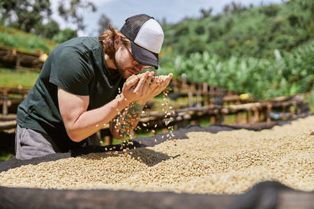 Young man in cap picking out fresh coffee beans at washing station
