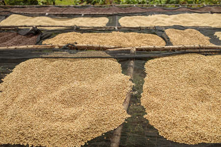 Coffee beans at the stage of drying on the tables outdoors