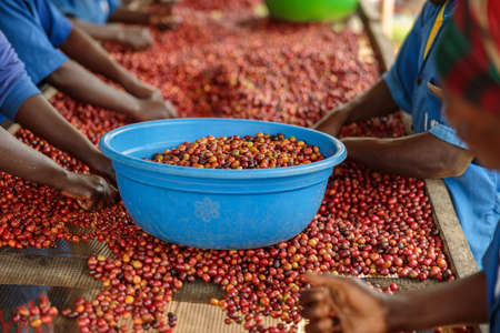 Many female workers working on the plantation and sorting coffee fruitsの写真素材