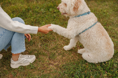 A Person and Their Dog Engaging in Playful Interaction in a Beautiful Park Settingの写真素材