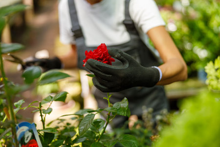 Dedicated Gardener Focused on Tending to a Vibrant Red Flower Amidst Lush Greeneryの写真素材