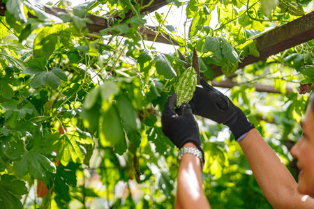 Engaging in the process of harvesting a variety of fresh vegetables from a lush, vibrant gardenの写真素材