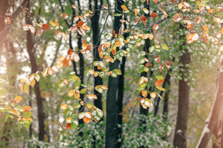 Branches with bright colored autumn leaves.の写真素材