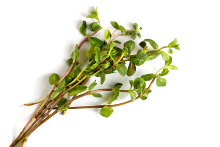 Sprigs of fresh mint on a white background, close-up, flat layer, top view.