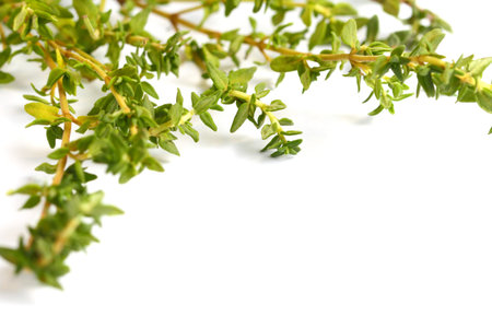 Thyme sprigs on a white background, close-up, flat lay, copy space, top view.