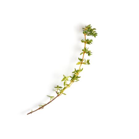 Sprig of fresh thyme on a white background, close-up, flat lay, top view.の写真素材