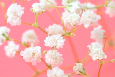 Spring concept. Gypsophila flowers on pink background, close-up. の写真素材
