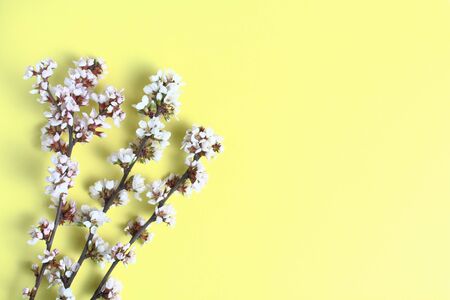 Young branches with cherry flowers on a yellow background, spring concept, close-up. Flat lay, top view, copy space.の写真素材