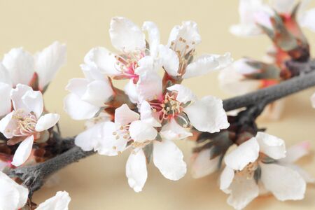 Cherry branches and flowers on a beige background, close-up. Spring concept.の写真素材