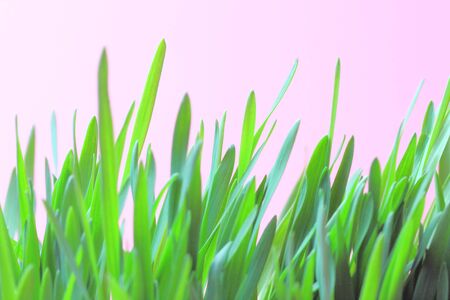 Young fresh greens on a pink background, spring concept, copy space.の写真素材