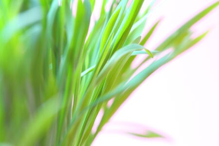 Young fresh greens on a light pink background, spring concept.の写真素材