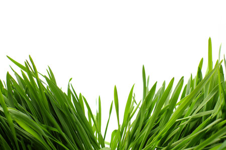 Young fresh greens on a white background, spring concept, copy space.