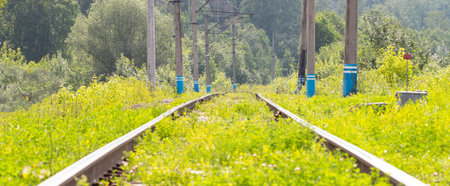 An old railway in the forest, old rails and sleepers, a path overgrown with greenery.