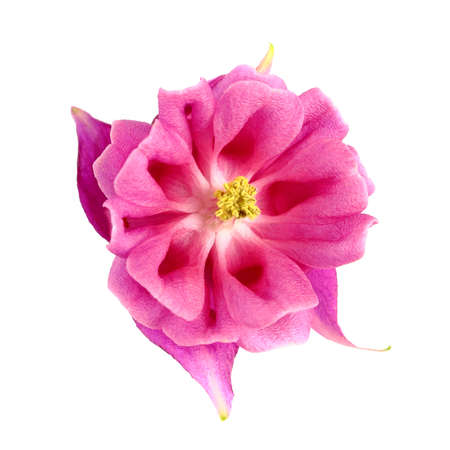 Exotic natural pink flower on a white background isolate. Graphic design template.の写真素材