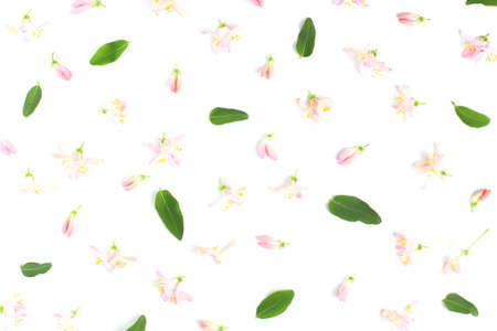 Flower composition. Pattern of miniature pink flowers and green leaves on a white background. Top view, flat lay. Spring or summer concept.の写真素材